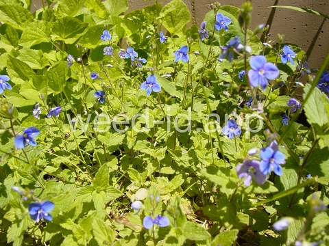 speedwell, germander
